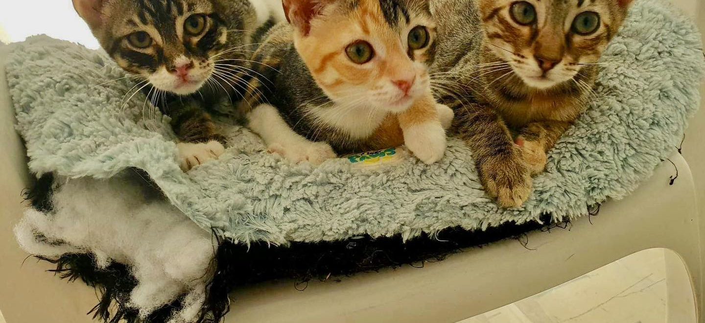 3 kittens from Crete